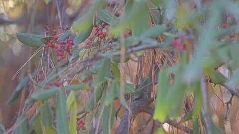 Zanthoxylum armatum or winged prickly ash Stock Footage 87764098