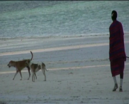 Zanzibar beach Stock Footage 549705
