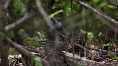 Zanzibar Blue monkey eating, protecting food from other monkey. Stock-Footage 190104479