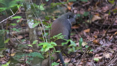 Zanzibar Blue monkey sitting on fallen tree branch, jumping away. Stock-Footage 187477663