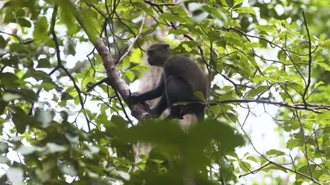 Zanzibar Blue monkey sitting on tree in jungle, holding branch. Stock-Footage 189925413