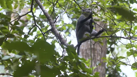 Zanzibar Blue monkey sitting on tree branch and looking down. Stock-Footage 189927287