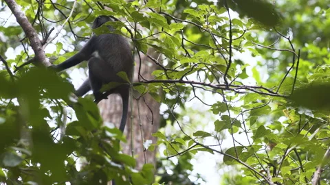 Zanzibar Blue monkey on tree branch, scratching itself with hind leg. Stock-Footage 189925166