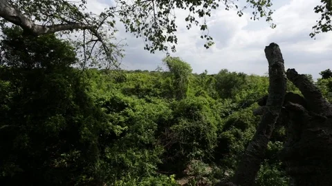 Zanzibar Forest Canopy Video stock 84581343