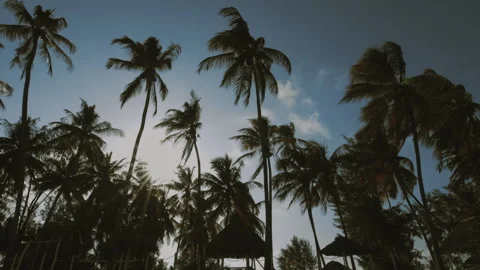Zanzibar palm trees Stock Footage 308638926