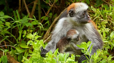 Zanzibar Red Colobus Monkey and baby eating leaves in Tanzania. Stock Footage 35510409