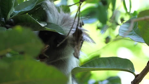 Zanzibar red colobus monkey cautiously staring at camera. Funny scene of primate Stock-Footage 152484643