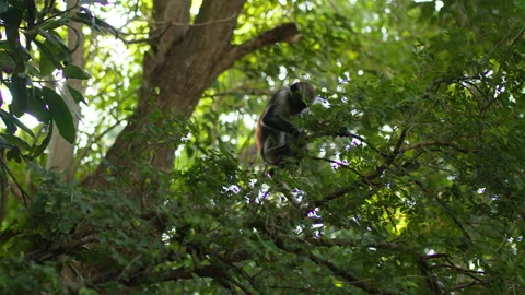 Zanzibar Red Colobus monkey climbs over tree branches in mangroves Stock Footage 287186777