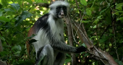 Zanzibar Red Colobus Monkey Eating Jozani Chwaka Bay National Park Tanzania. Stock Footage 90493682