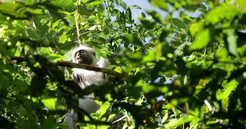 Zanzibar Red Colobus Monkey Eating Jozani Chwaka Bay National Park Tanzania. Stock Footage 90493725