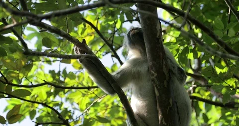 Zanzibar Red Colobus Monkey Eating Jozani Chwaka Bay National Park Tanzania. Stock Footage 90493742