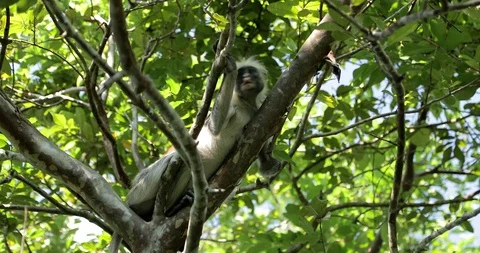 Zanzibar Red Colobus Monkey Eating Jozani Chwaka Bay National Park Tanzania. Stock Footage 90493755
