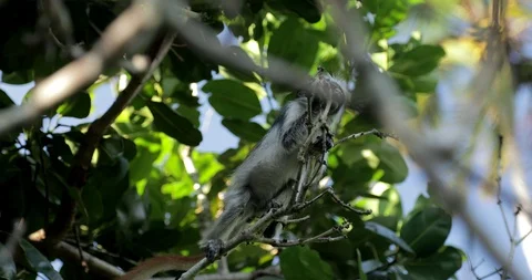 Zanzibar Red Colobus Monkey Eating Jozani Chwaka Bay National Park Tanzania. Stock Footage 90493800