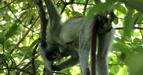 Zanzibar Red Colobus Monkey Eating Jozani Chwaka Bay National Park Tanzania. Stock Footage 90493908