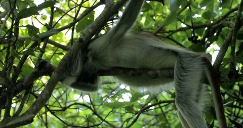 Zanzibar Red Colobus Monkey Eating Jozani Chwaka Bay National Park Tanzania. Stock Footage 90493933