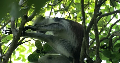 Zanzibar Red Colobus Monkey Eating Jozani Chwaka Bay National Park Tanzania. Stock Footage 90493961