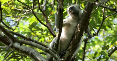 Zanzibar Red Colobus Monkey Eating Jozani Chwaka Bay National Park Tanzania. Stock Footage 90493969