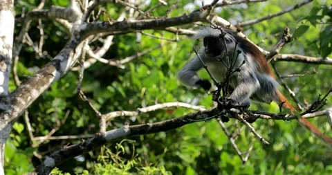 Zanzibar Red Colobus Monkey Eating Jozani Chwaka Bay National Park Tanzania. Stock Footage 90493976