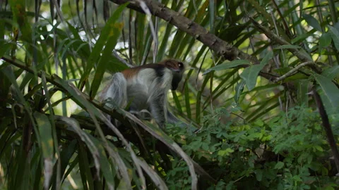 Zanzibar Red Colobus monkey eats fruits on top of small bushes in tropical Stock Footage 287187557