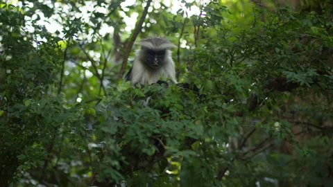 Zanzibar Red Colobus monkey eats leaves of a small bushes in tropical Stock Footage 287188458