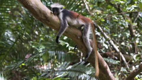 Zanzibar red colobus monkey falling asleep on rainforest tree branch. Stock Footage 187477595