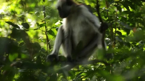 Zanzibar red colobus monkey Stock Footage 84586742