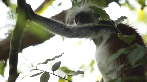 Zanzibar red colobus monkey Stock Footage 84586901