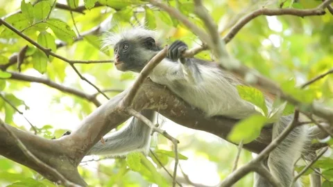 Zanzibar red colobus monkey Video stock 84587289