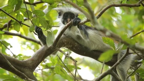 Zanzibar red colobus monkey Stock Footage 84587493