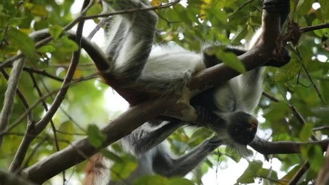 Zanzibar red colobus monkey Stock Footage 84588110