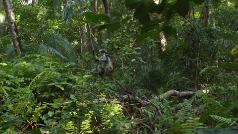 Zanzibar Red Colobus monkey hanging onto a trunk of a small tree in Jozani Stock Footage 287186123