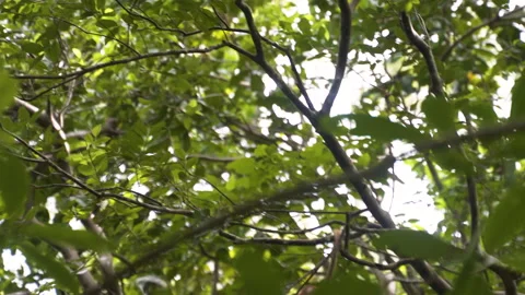 Zanzibar red colobus monkey jumping from one tree branch to another. Stock Footage 187478262