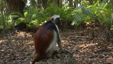 Zanzibar Red Colobus monkey sitting on the stone and looking around in Stock Footage 287190620