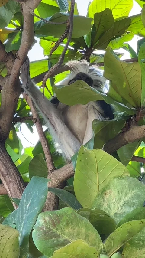 Zanzibar Red Colobus Monkey Vertical Video in Jozani Forest with Detailed Stock Footage 321380474