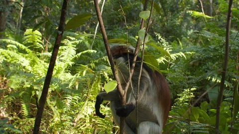 Zanzibar Red Colobus monkey walk over small bushes in tropical forest, Stock Footage 287186259