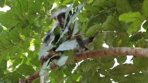 Zanzibar Red Colobus Monkey - Wild Video stock 84581472