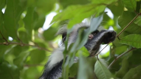 Zanzibar Red Colobus Monkey - Wild Video stock 84581615