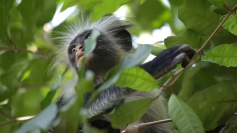 Zanzibar Red Colobus Monkey - Wild Video stock 84581707