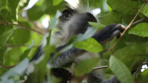 Zanzibar Red Colobus Monkey - Wild Video stock 84581850