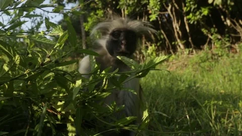 Zanzibar Red Colobus monkey (wild) Video stock 84589490
