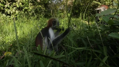 Zanzibar Red Colobus monkey (wild) Stock Footage 84589629