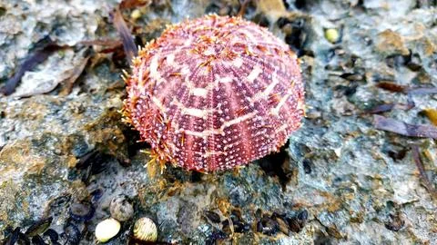 Zanzibar shell Stock Photos