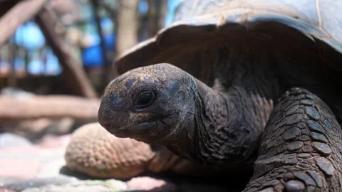 Zanzibar turtle island Stock Footage 285943139