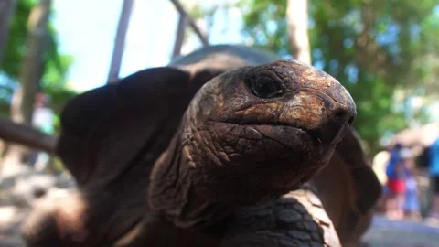 Zanzibar turtle island Stock Footage 285943141