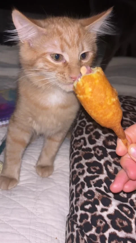 Zara the Cat Loves Corndogs - 31 Jul 2026 Video stock 347308286