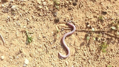 Zarundnyi´s Worm Lizard Stock-Footage 243789029