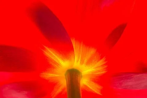 Zauber der Farben (2) Makroaufnahme einer Tulpenbluete Copyright: xZoonar.... Stock Photos