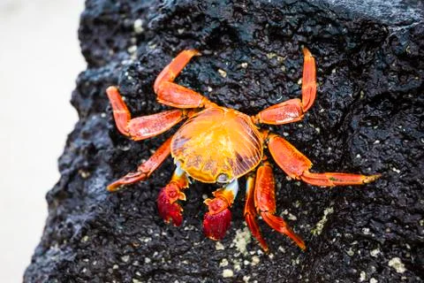 Zayapas  crabs Stock Photos