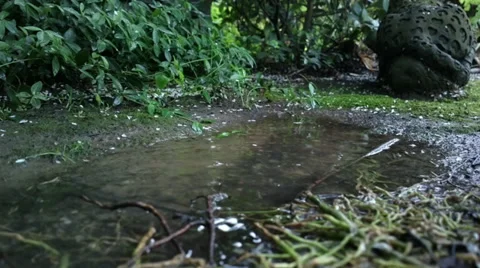 ZB '14 808 - Puddle Drip 2 Stock Footage 37324711