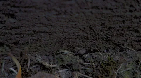 ZB '14 RX100 - Ant Trail on Brick Video stock 44555904